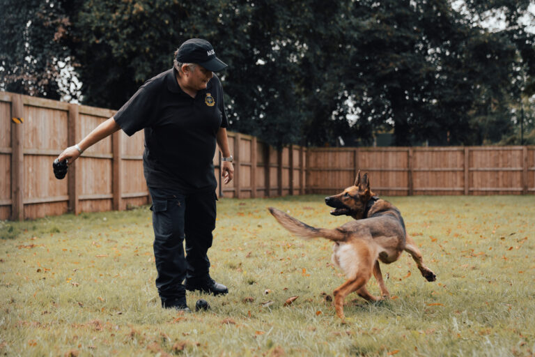 An MGS dog handler takes a dog through an enrichment exercise