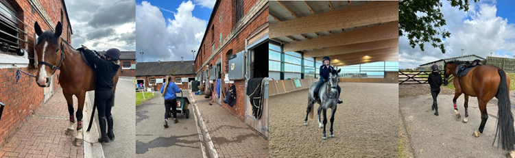Army Horse Groomer