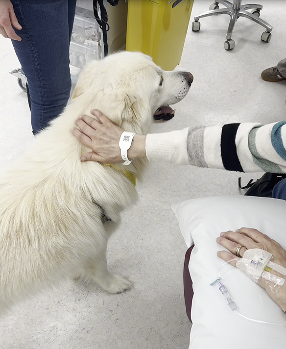Beau being petted by hospital patient.