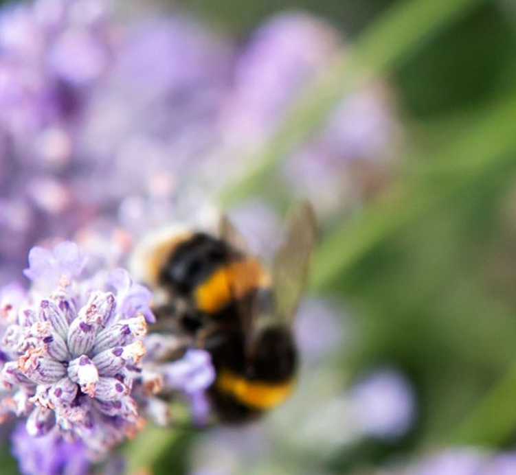 A close-up photograph captures a bumblebee foraging on lavender blooms, taken with a shallow depth of field. Subject & Details Foreground: In sharp focus on the lower-left, a tiny, pale purple lavender flower cluster shows delicate buds with subtle white and violet tones. The Bee: A bumblebee is positioned just behind the crisp lavender head, facing towards the upper-right. It features characteristic fuzzy black and bright yellow-orange stripes across its abdomen and thorax, alongside translucent greyish wings. Depth & Lighting: The bee itself and the background are heavily blurred (bokeh effect), drawing immediate attention to the detailed petals in the foreground. Soft daylight illuminates the scene, giving the colours a natural, cool-toned hue with prominent lilac, green, and gold shades.