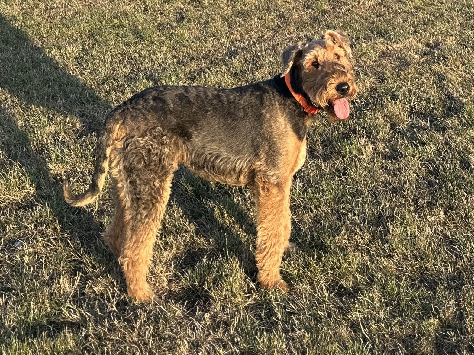 Angus