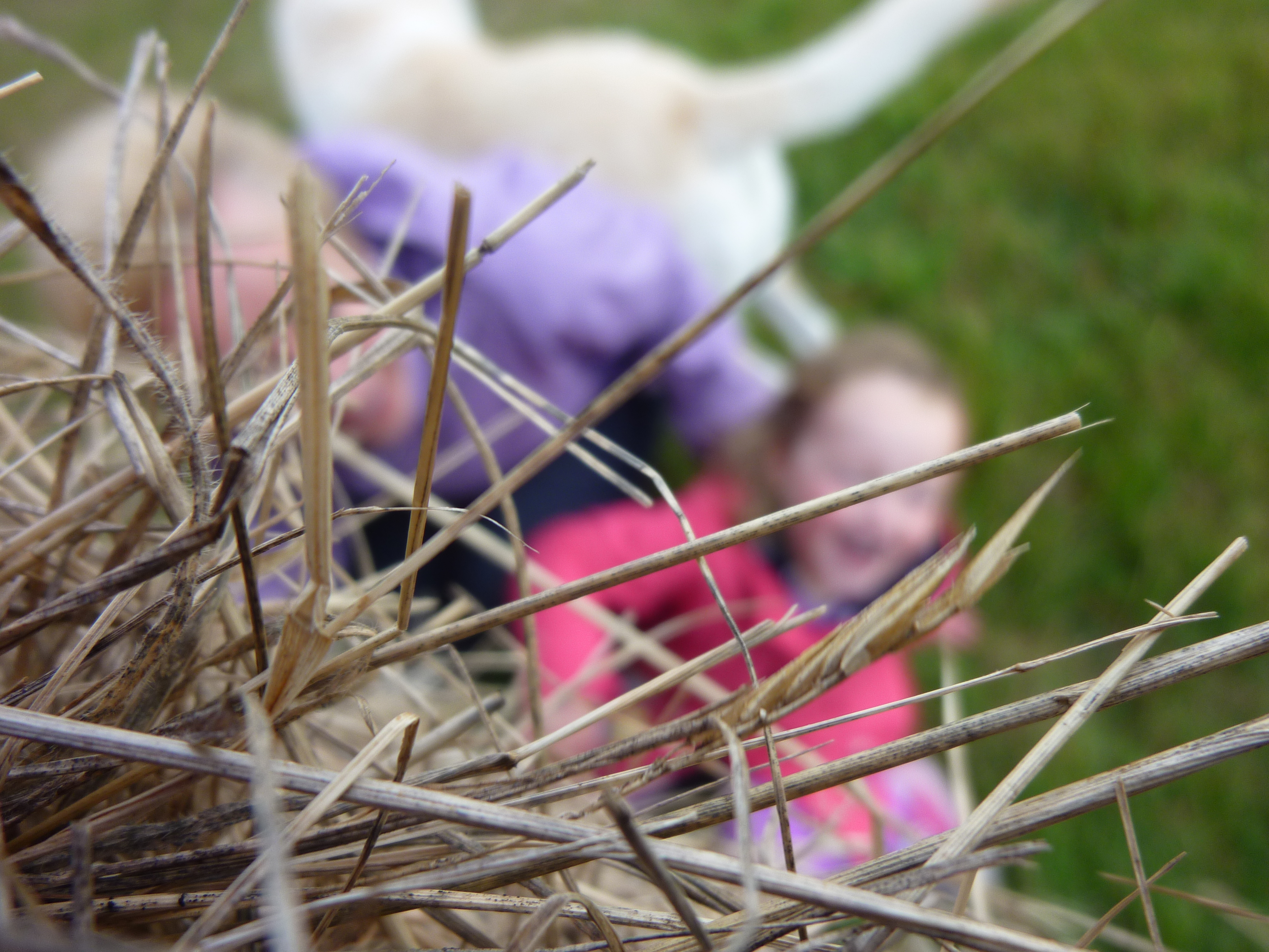 High angle view hay with children and dog