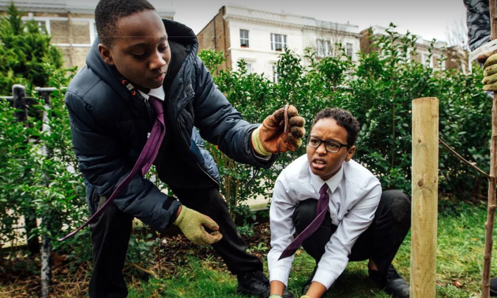 three black boys planting a tree in a garden