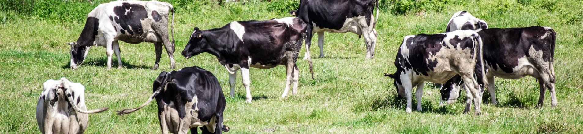 Cows