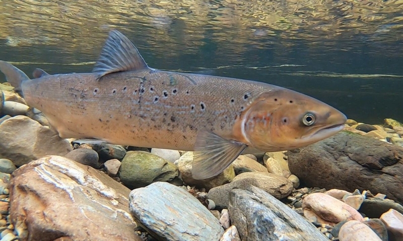 Adult salmon swimming in river