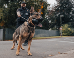 MGS Dog Handler