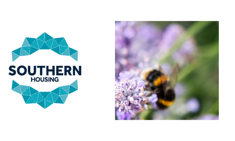 A close-up photograph captures a bumblebee foraging on lavender blooms, taken with a shallow depth of field.  Subject & Details  Foreground: In sharp focus on the lower-left, a tiny, pale purple lavender flower cluster shows delicate buds with subtle white and violet tones.  The Bee: A bumblebee is positioned just behind the crisp lavender head, facing towards the upper-right. It features characteristic fuzzy black and bright yellow-orange stripes across its abdomen and thorax, alongside translucent greyish wings.  Depth & Lighting: The bee itself and the background are heavily blurred (bokeh effect), drawing immediate attention to the detailed petals in the foreground. Soft daylight illuminates the scene, giving the colours a natural, cool-toned hue with prominent lilac, green, and gold shades.